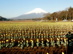 世界遺産の富士山と花畑