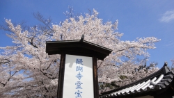 京都祇園の桜