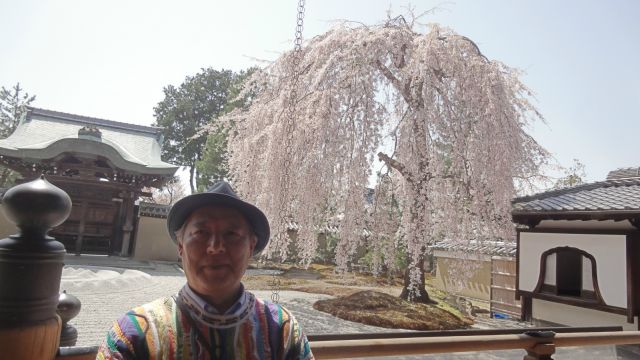京都・高台寺の枝垂れ桜