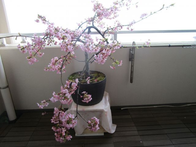 春の便りの河津桜と菜の花