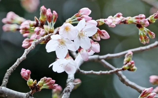 桜の季節とアメリカ経済