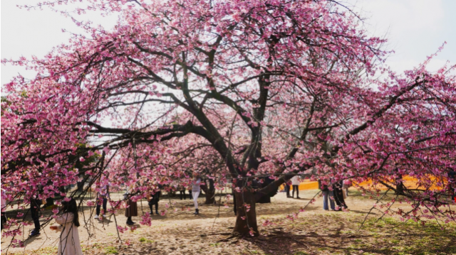 桜と梅の競演