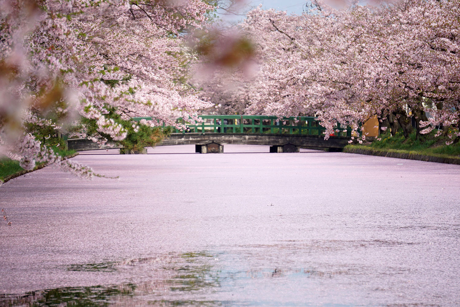 現代集団 日本の魅力 日本の桜の名所 Best10