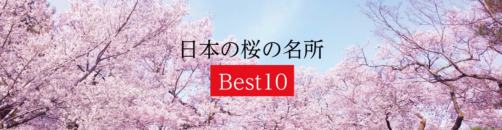 日本の桜の名所 Best10