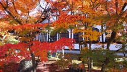 京都で紅葉を満喫