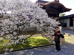 京都御所と御室桜