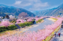 桜が満開の河津温泉