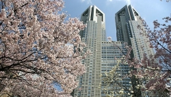 都庁前の中央公園の桜