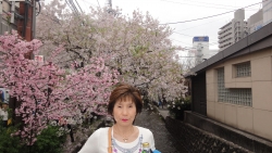 京都祇園の桜