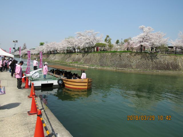 京都・高台寺の枝垂れ桜