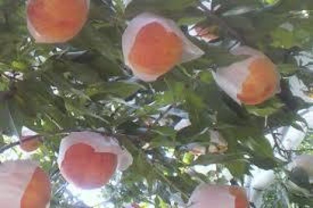 山梨の桃狩り
