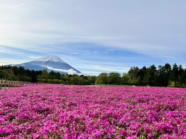 富士山の雪と芝桜の競演